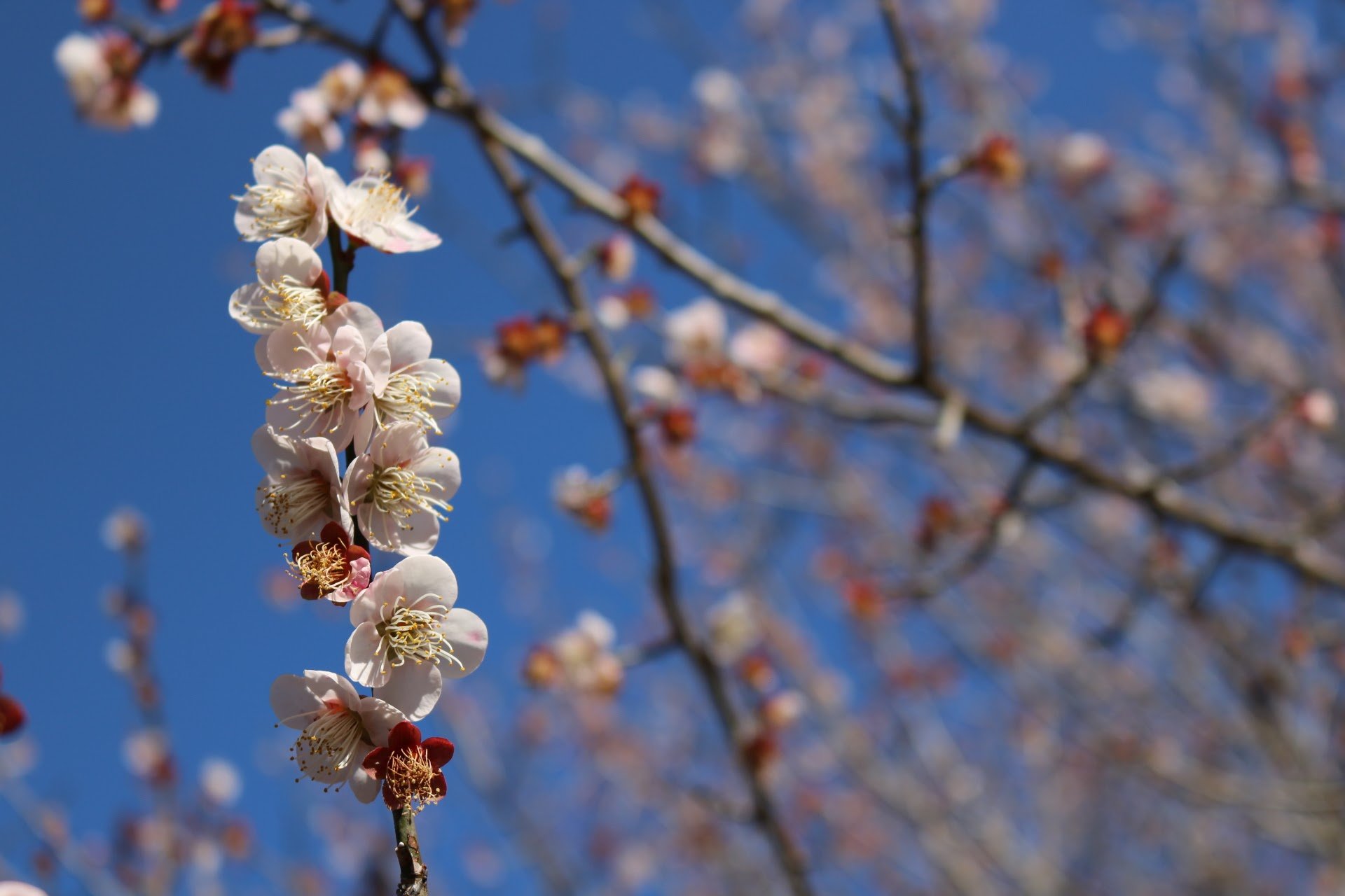 🏯 야스이 소켄 옛집 (야스이소켄큐타쿠) 이미지 5